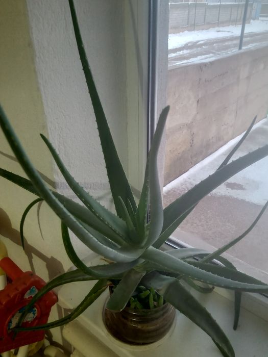 Алоэ вера сатылады