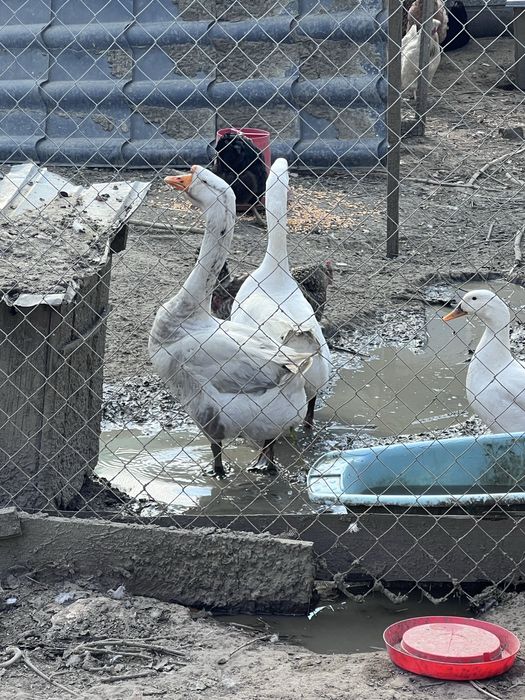 Gascani de snul trecut din luna mai