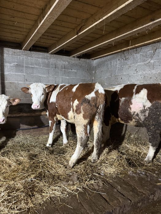 De vanzare 2 juninci