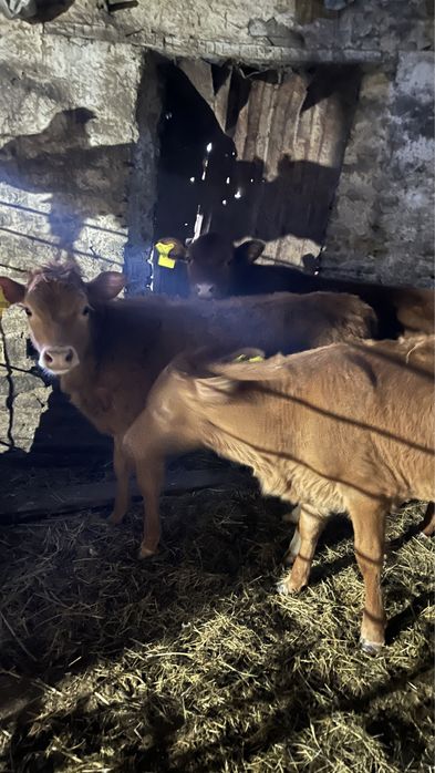 3 бас бузау сатылады