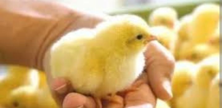 Buroler 308 jòja bor 1- kunlikdan  10 kunlik boa