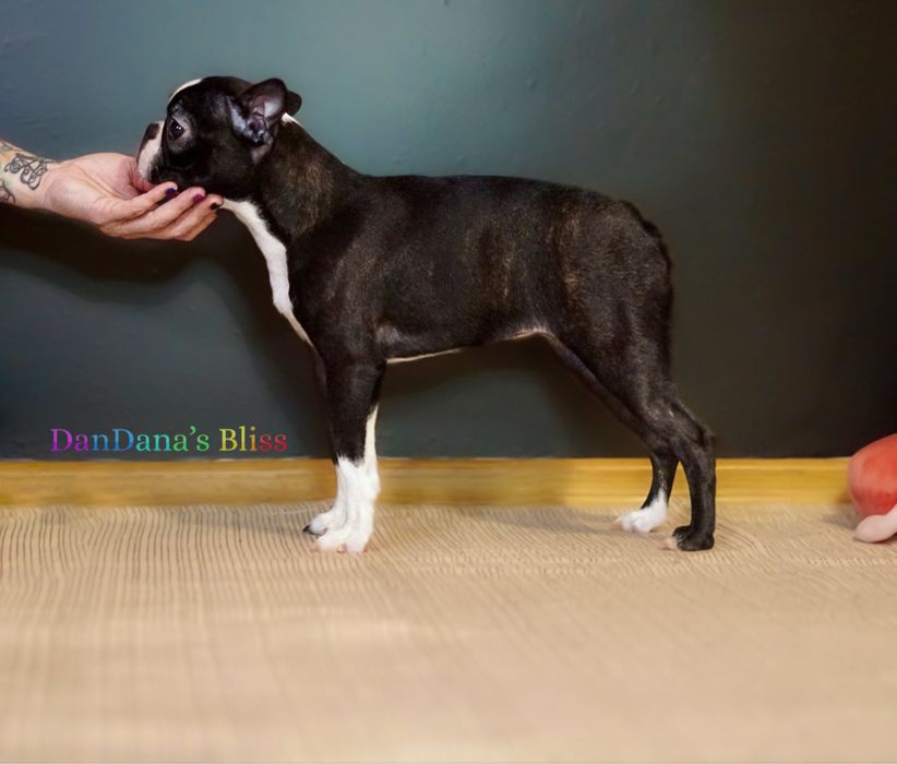 Boston Terrier cu pedigree - fetita