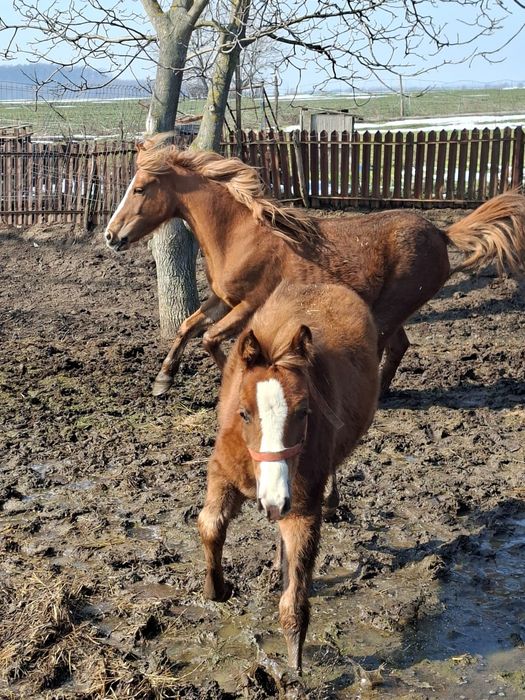 Caii de vânzare  detali  privat