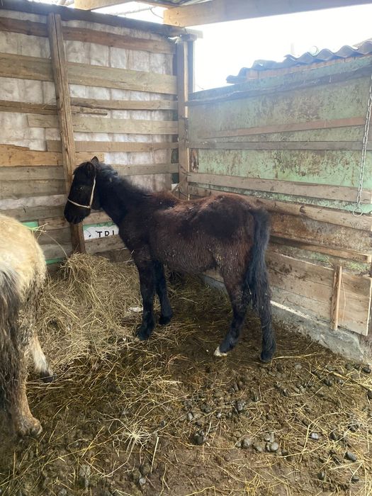 Срочно продам жеребца