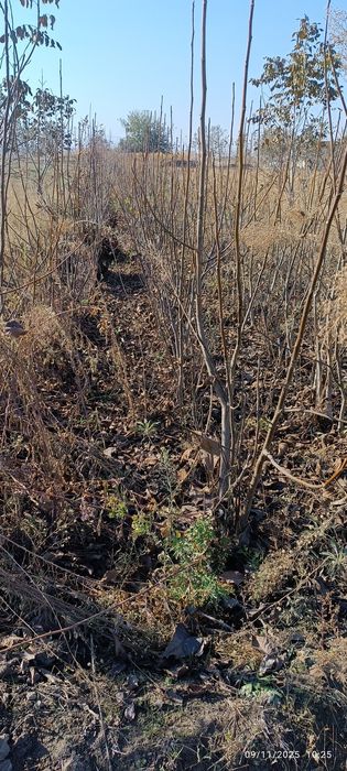 Ishonchli karlik va polukarlik yongʻoq kuchatlari