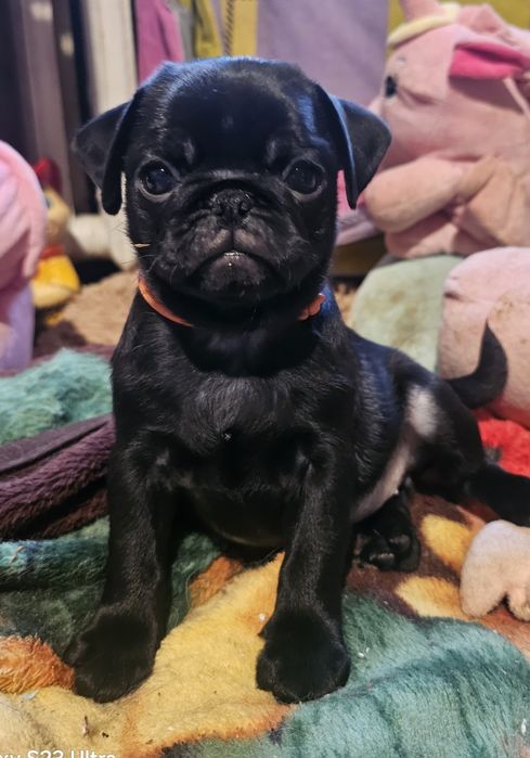 Мопс черномазенькая