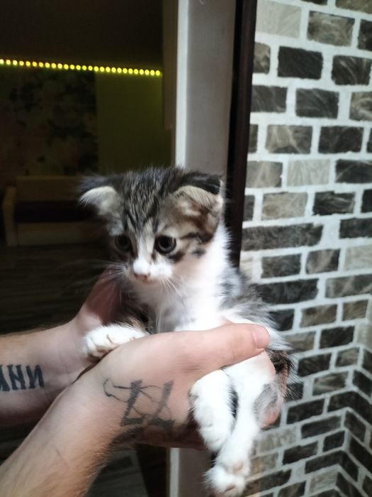 Котёнок веслоухий