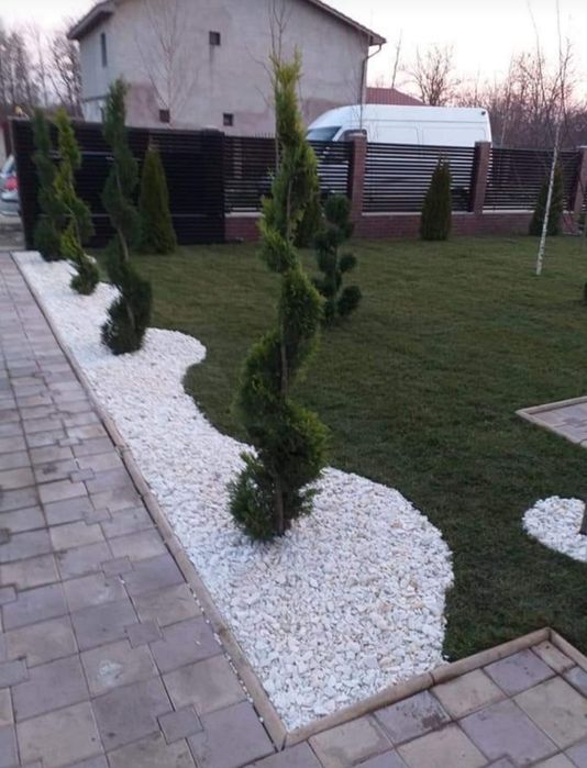 ilex, brazi argintii/verzi / Leylandri gazon rulou/ ofer montaj etc