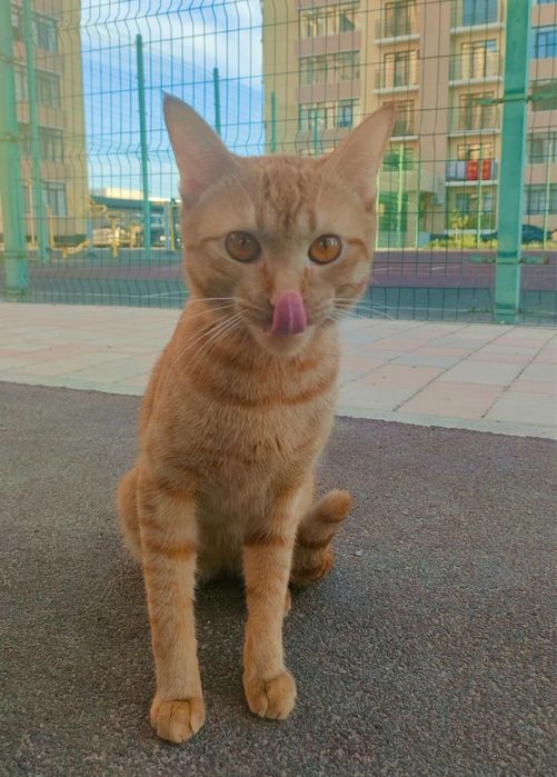 Отдам кота в добрые руки