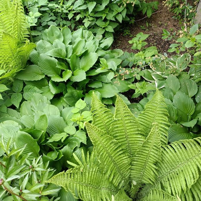 Продам цветы,хосты, папаратника.