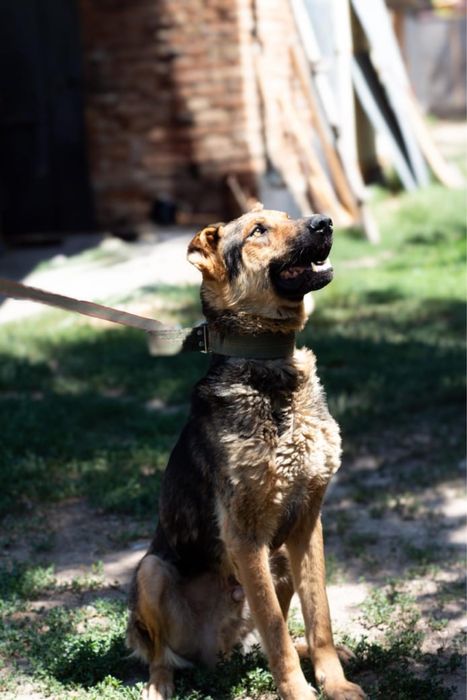 Подарю шикарного пса бесплатно