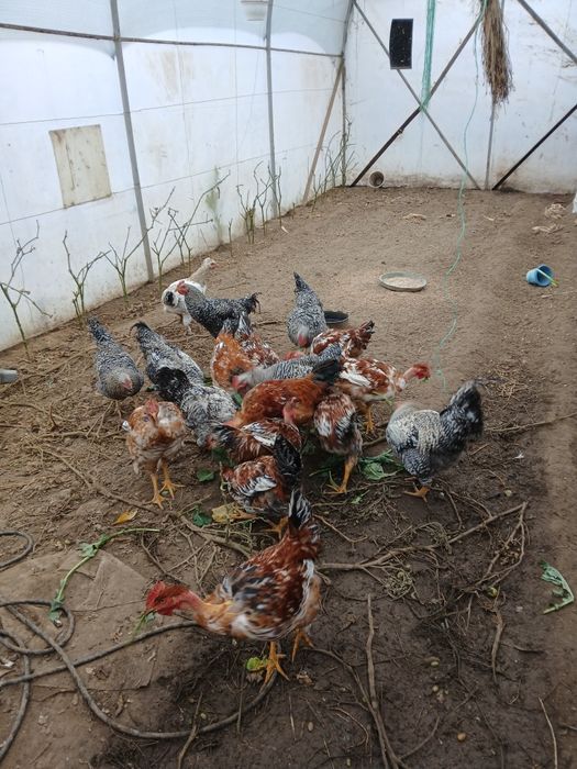 Cocoși prasila sau tăiat