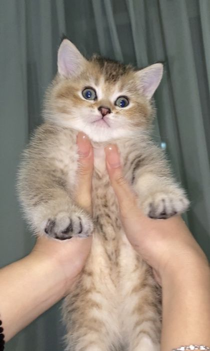 котята шиншилы