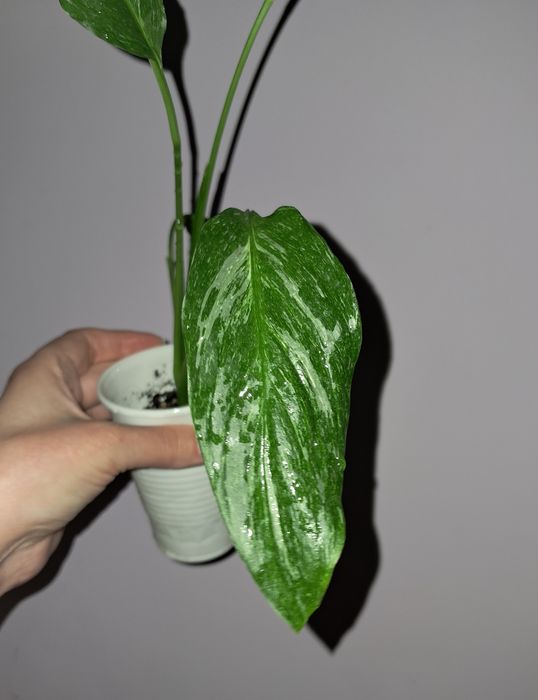 Спатифиллум Даймонд!