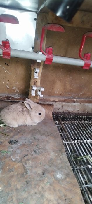 Кролики декоративные