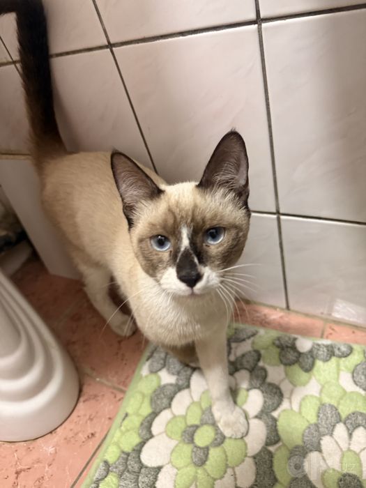 Котик ищет дом и семью!