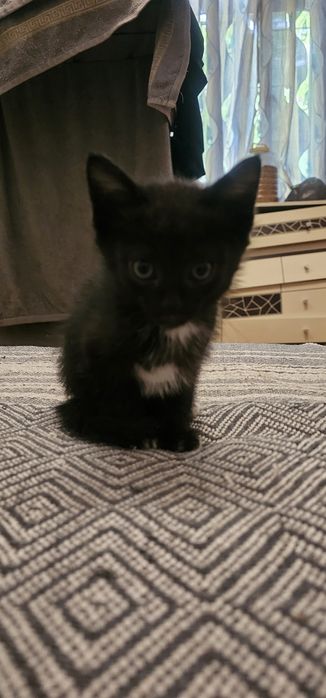 Котята бесплатно