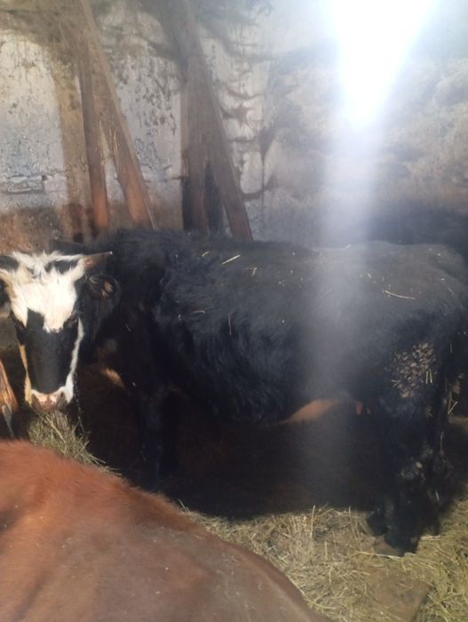 Продам корову вторым отелом