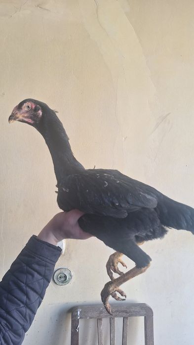 Дакен макён сотилади.3