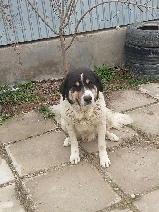 Қазақи Төбет 2 жасар