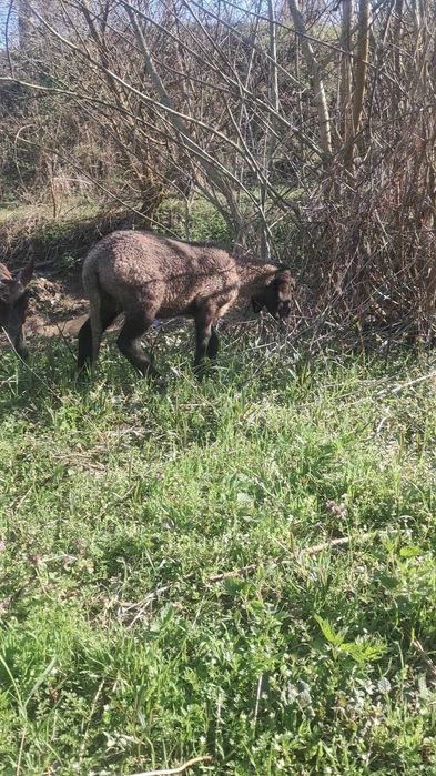 Miel Carabas Sarbesc