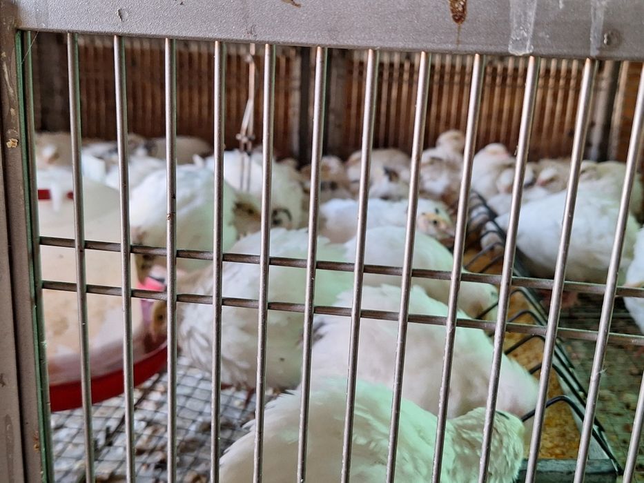 Pui de prepeliță la 2 săptămâni giganta polara ,japoneza mare,jumb