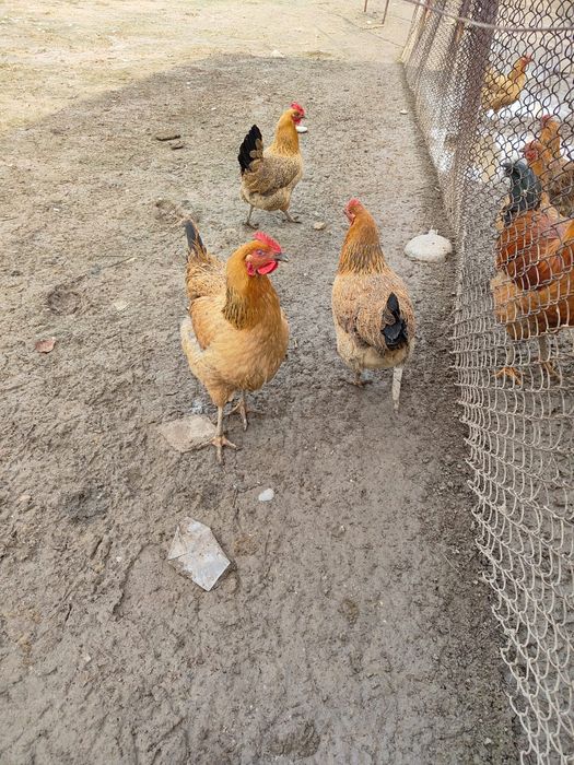 Кучинский яйцо продается