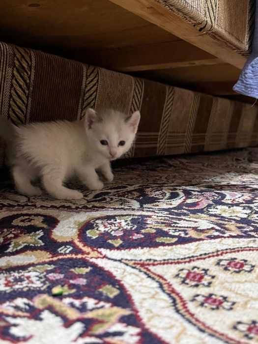 Котята отдам даром