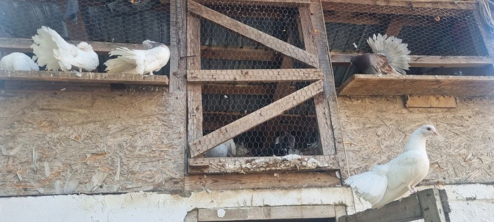 Vand porumbei rotati