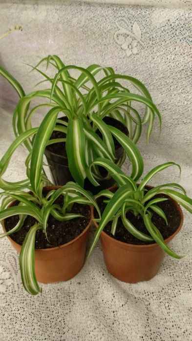 Продам Хлорофитум. 5 сортов