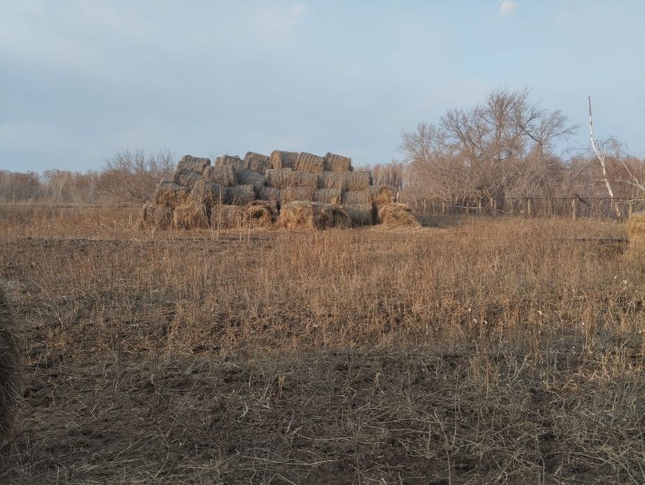 Продам сено в рулонах