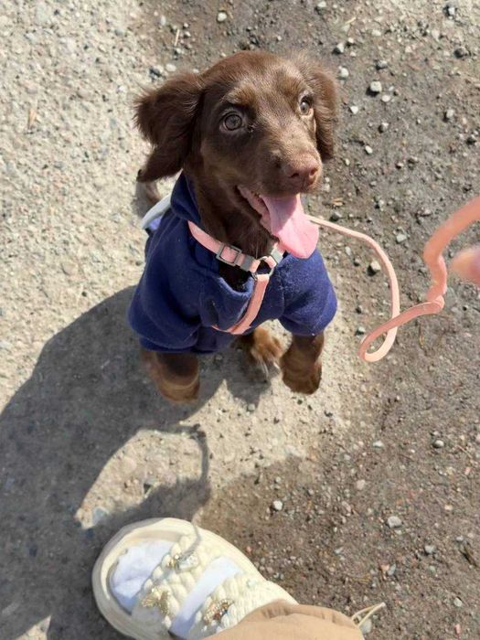 Продается собака