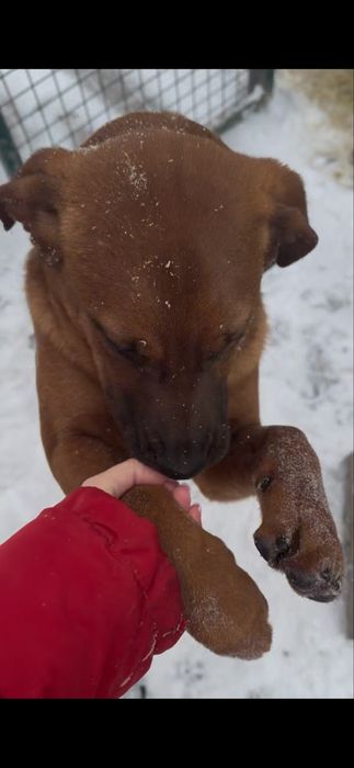 Catelusa spre adoptie