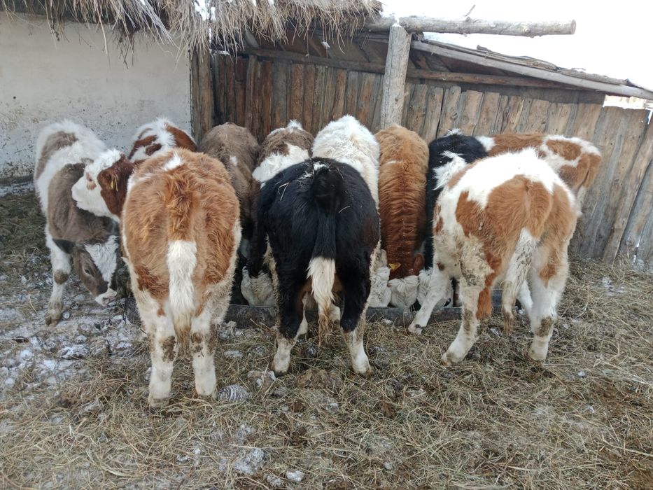 Продам Семитауских Бычков