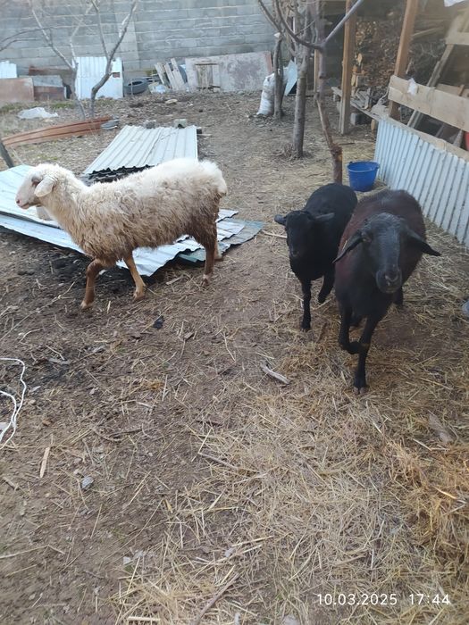 Келысым бар хабарласындар