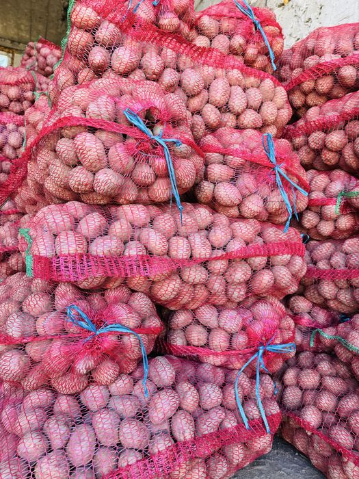 Sămânță cartofi roșii Bellarosa