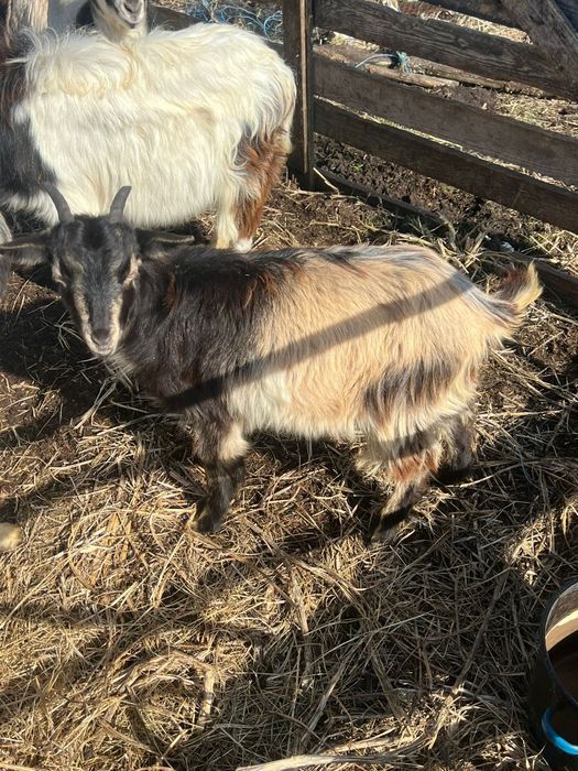 Schimb cu vitel de vaca sau de bivol