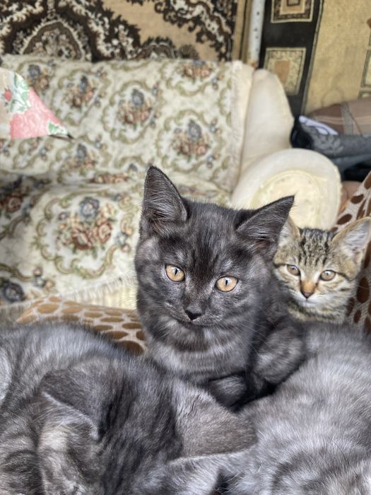 Отдам котятам добрые руки
