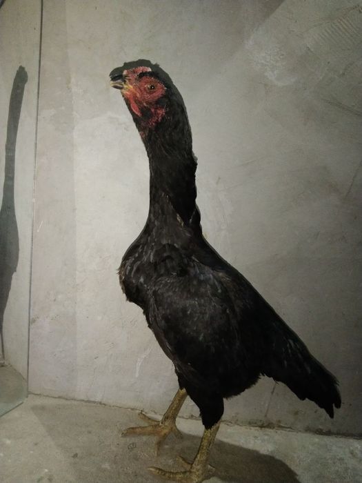 Dakan tovuq sotiladi