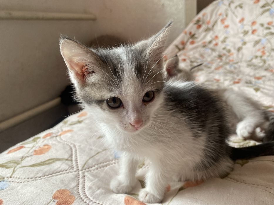 Отдам котят бесплатно