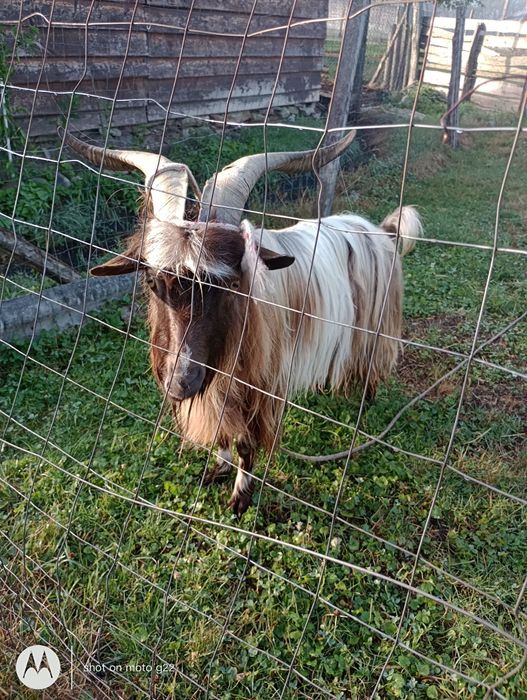Vând țap,varsta 2 ani