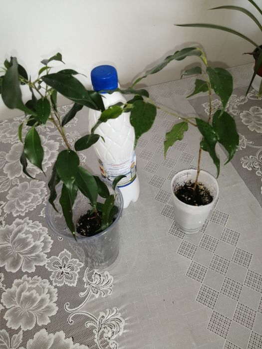 Фикус бенджамин зеленый