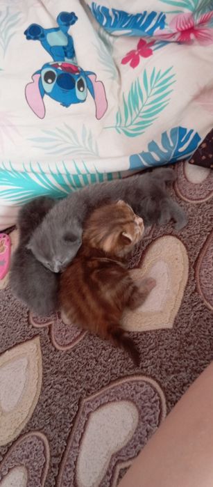 Британские котята