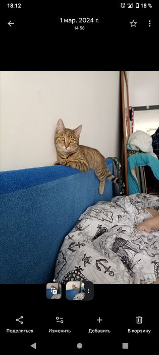 Кошку отдам в добрые руки.