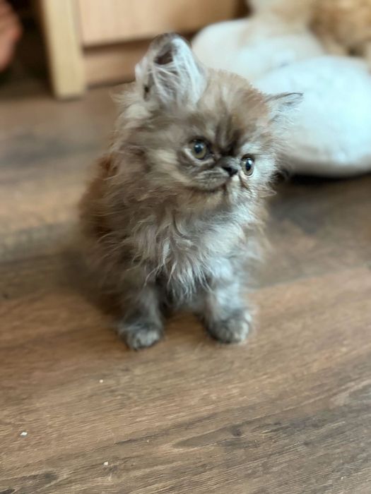 Персийски котенца
