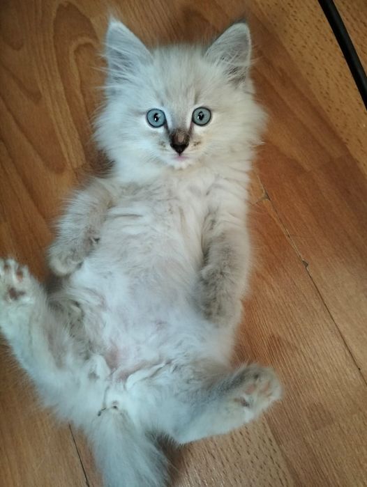 Отдам бесплатно котёнка