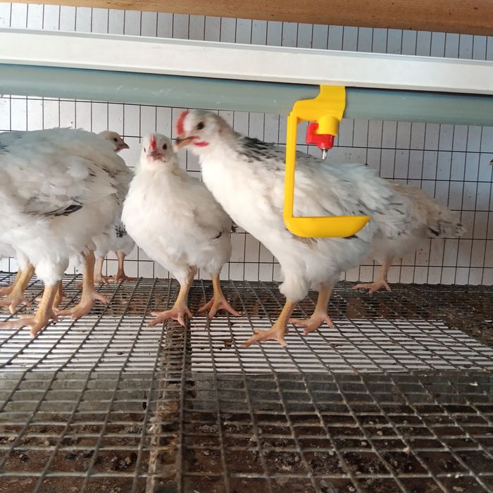 "Адлерская"-цыплята