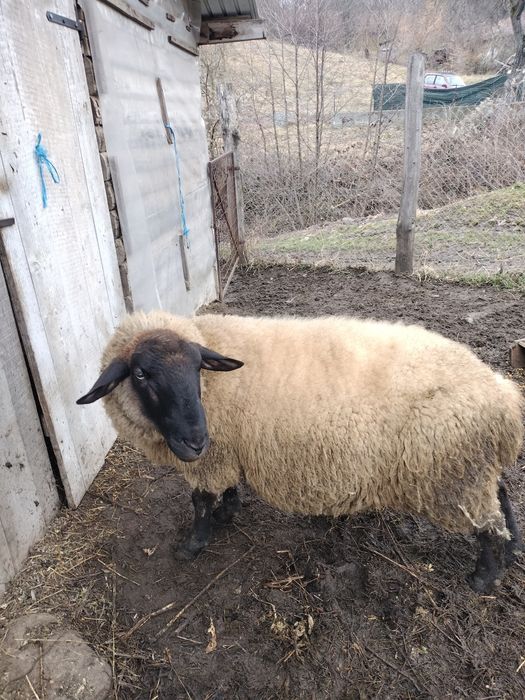 Oi Suffolk de vanzare