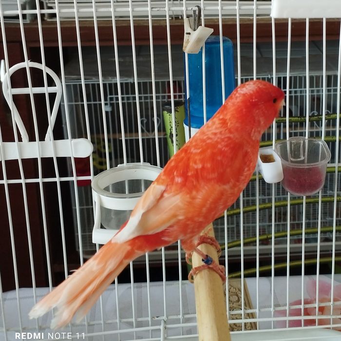 Канарейка. Нар. Сайрода  1 еш.