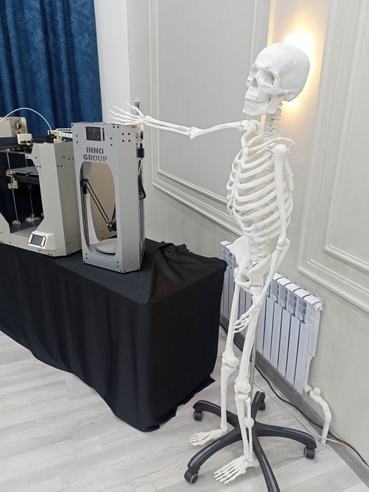 Человеческий скелет